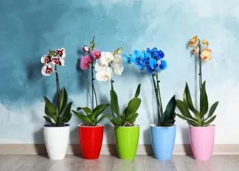 Kartepe Hediyelik Eşya